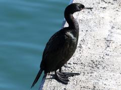(Pelagic Cormorant) profile