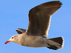 (Heermann's Gull) flying