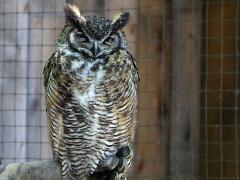 (Great Horned Owl) sitting