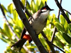 (Red-whiskered Bulbul) perching