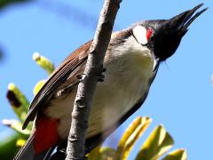 (Red-whiskered Bulbul) ventral