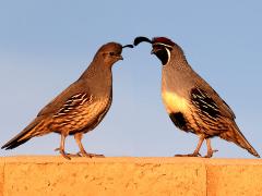 (Gambel's Quail) pair bonding