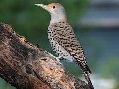 (Northern Flicker) juvenile