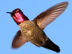 (Anna's Hummingbird) male hovering