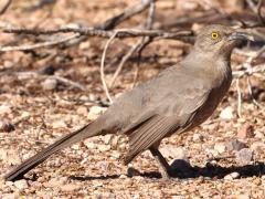 (Curve-billed Thrasher) lateral