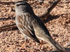 (White-crowned Sparrow) gambelii