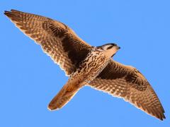 (Prairie Falcon) soaring