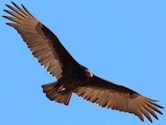 (Turkey Vulture) soaring