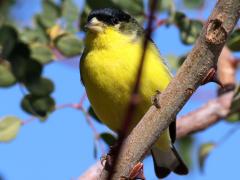 (Lesser Goldfinch) male
