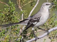 (Northern Mockingbird) perching on Creosote Bush