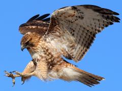 (Red-tailed Hawk) liftoff