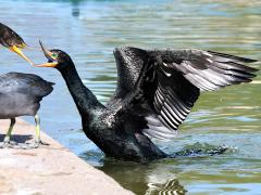 (Double-crested Cormorant) squawking