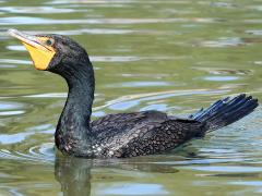 (Double-crested Cormorant) swimming