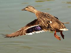 (Mallard) female flapping