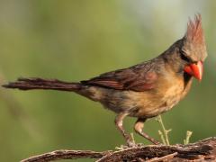 (Northern Cardinal) female perching