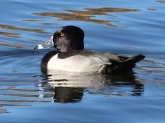 (Ring-necked Duck) male