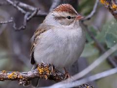 (Chipping Sparrow) arizonae
