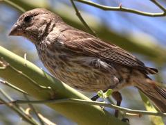 (House Finch) female perching