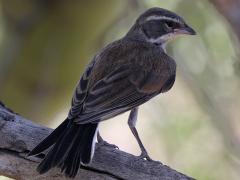 (Black-throated Sparrow) dorsal