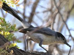 (Black-tailed Gnatcatcher) forages