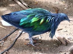 (Nicobar Pigeon) profile