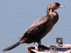 (Neotropic Cormorant) standing