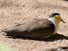 (Masked Lapwing) profile