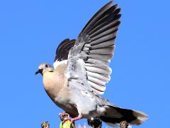 (White-winged Dove) flapping
