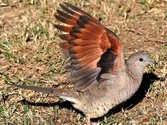 (Inca Dove) launching