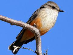 (Vermilion Flycatcher) female perching