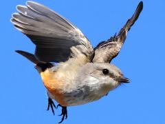 (Vermilion Flycatcher) female plummeting