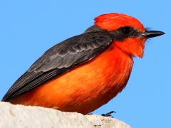 (Vermilion Flycatcher) male lateral