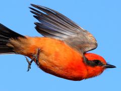 (Vermilion Flycatcher) male missile