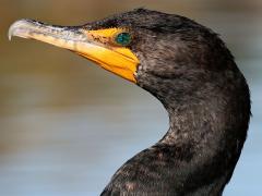 (Double-crested Cormorant) head