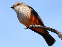 (Vermilion Flycatcher) female perching