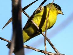 (Lesser Goldfinch) male ventral