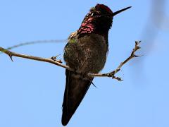 (Anna's Hummingbird) male perching