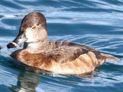 (Ring-necked Duck) female
