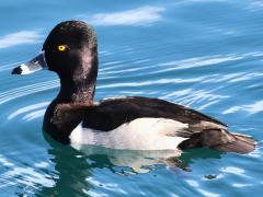 (Ring-necked Duck) male