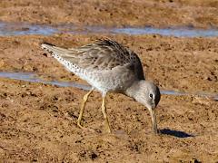 (Long-billed Dowitcher) forages