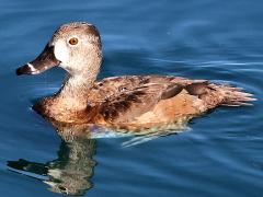 (Ring-necked Duck) female angling