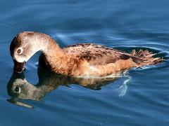 (Ring-necked Duck) female dives