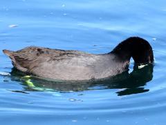 (American Coot) diving