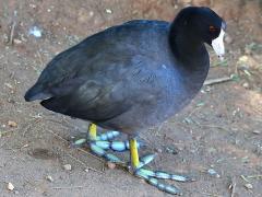 (American Coot) standing