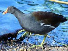 (Common Gallinule) walking
