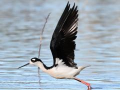 (Black-necked Stilt) liftoff