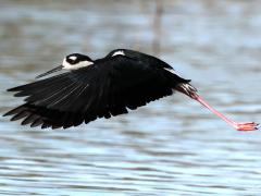 (Black-necked Stilt) liftup
