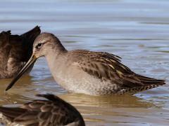 (Long-billed Dowitcher) profile
