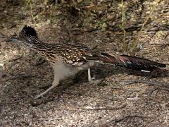 (Greater Roadrunner) running