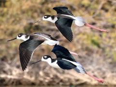 (Black-necked Stilt) trio gliding